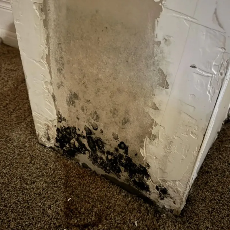 Professional Mold Removal in Amity, OR